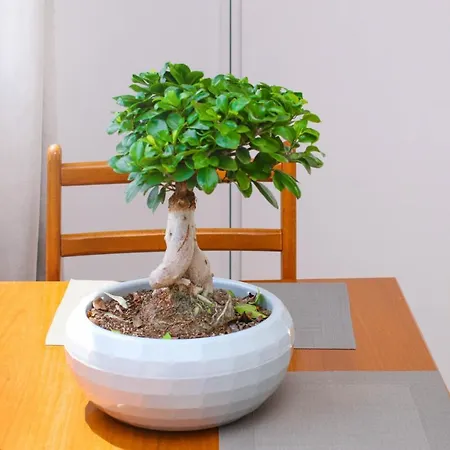 Bora Apartmanhotel 3*